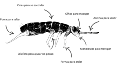 Figura 3: Quais são as partes do corpo de um colêmbolo?