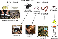 Figura 1: Mètodes de mostreig i estudi dels invertebrats del sòl. Els petits organismes es poden extreure d'un petit nucli de sòl mitjançant el seu assecat i la recollida dels individus que cauen de la mostra. Els organismes grans i ràpids que viuen