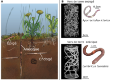 Figure 1: (A) Les trois principaux groupes de vers de terre, épigés, anéciques et endogés. Crédits d'illustration : www.lesbullesdemo.fr. (B) Reconstruction 3D par rayons X des systèmes de galeries d'une espèce endogène appelée ver gris (Aporrect