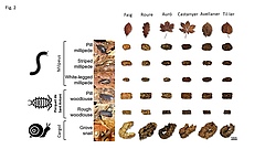 Figura 2: Femtes recollides de sis animals del sòl diferents que estaven alimentant-se de sis tipus diferents de fulles mortes.