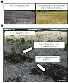 Figura 2: Exemples dels resultats de projectes per restaurar ecosistemes utilitzant fongs formadors de micorrizes.