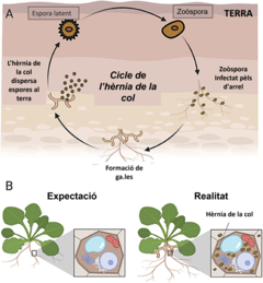Figura 2: Cicle de vida de l’hèrnia de la col i establiment de la malaltia.