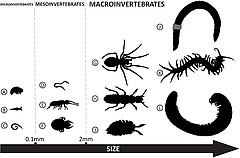 Figure 1: Exemples d'invertébrés du sol de différentes tailles.