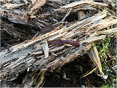 Figura 1: Un cuc de terra epigeic trobat a la fusta morta. La banda pàl·lida (o clitel) cap a l'extrem del cap (a la dreta) ens indica que es tracta d'un cuc de terra adult.