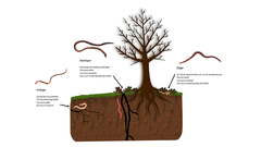 Figure 1 : Il existe trois principaux types de vers de terre, appelés écotypes