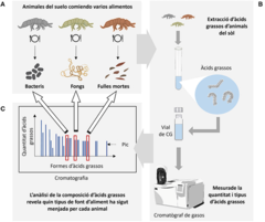Figura 2: Determinant què mengen els organismes del sòl observant els marcadors d’àcids grassos.