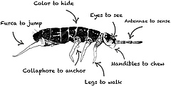 Figure 3: What are the parts of a springtail?