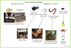 Figure 1 : Méthodes d’échantillonnage et d’étude des invertébrés présents dans le sol.