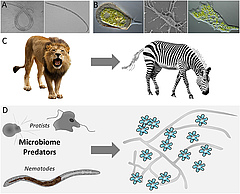 Figura 1: Imatges de com es veuen els nematodes (A) i els protists (B) sota el microscopi. Similar als lleons (C), que són depredadors ben coneguts als ecosistemes de sabana, els depredadors del microbioma (D) tenen un paper essencial als ecosistemes sub