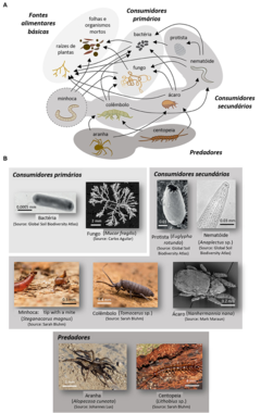 Figura 1: Organismos em uma típica teia alimentar do solo.