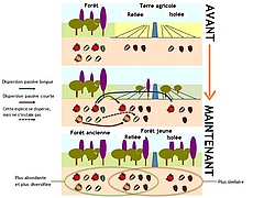 Figure 3 : Les écosystèmes évoluent et grandissent.
