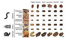 Figura 2: Escrementi raccolti da sei diversi animali del suolo che si nutrivano di sei diversi tipi di foglie morte.