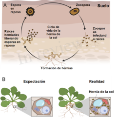 Figura 2: Ciclo de vida de la hernia de la col y establecimiento de la enfermedad de la hernia de la col.