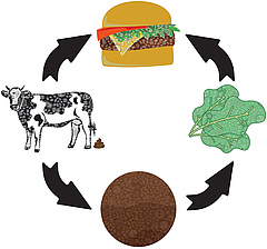 Figura 2: Molts camins cap a una hamburguesa.