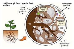 चित्र १ - राइजोस्फियरमा हुने बिरुवा र सूक्ष्मजीव बीचको अन्तरक्रिया। तस्बिरले ३ प्रकारका अन्तरक?