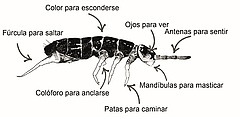 Figura 3: ¿Cuáles son las partes de un colémbolo? Este boceto de un colémbolo fue hecho por el taxónomo Mikhail Potapov, quien ha descrito más de 200 especies nuevas de colémbolos para la ciencia.