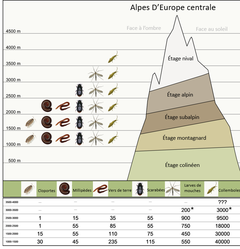 Figure 3: Répartition des invertébrés du sol typiques des différents étages des Alpes d'Europe centrale.