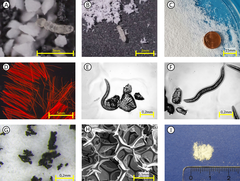 Figura 3 : Esempi di microplastiche.