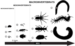 Figura 1: Exemples d’invertebrats del sòl de diferents mides.