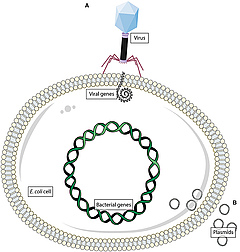 Figure 1: Bacteria, unlike most other organisms, can change their genes.