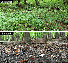Abbildung 3: Extremes Beispiel für die Konsequenzen einer Regenwurminvasion in einem Ahornwald in Minnesota, USA.