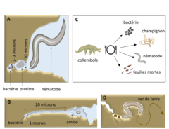 Figure 3 : Les animaux du sol ont développé certaines techniques pour parvenir à se nourrir malgré l’obscurité.