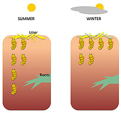 Figure 2: Vertical migration of beetle larvae, depending on soil depth and season.