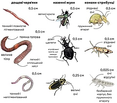 Рисунок 2: Відмінності в морфологічних ознаках між дев'ятьма видами ґрунтових безхребетних, що належать до трьох груп: дощові черв'яки, жуки