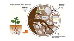 Figure 1 : Interactions entre les plantes et les microbes dans la rhizosphère.