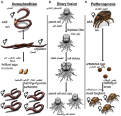 الشكل 1 : نظرة عامة على أوضاع التكاثر المختلفة الموضحة في النص.