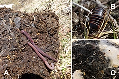 Figura 2: Invertebrats del sòl de muntanya de les nostres zones de recerca en els Alps Stubai i els Alps Oetztal al Tirol, Àustria.