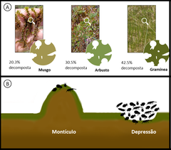 Figura 3: (A) Diferentes niveles de descomposición en diferentes tipos de hojas; Cárex se descompuso más en el año del experimento. (B) Las hondonadas tenían más especies e individuos de ácaros oribátidos y colémbolos. Las imágenes no están en