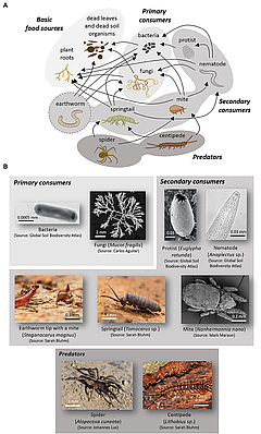 Figure 1: Organisms in a typical soil food web.