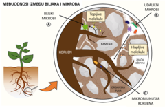 Slika 1 : Biljno-mikrobna interakcija u rizosferi.