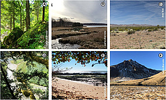 Figura 3: Els àcars oribàtids es troben en molts entorns diferents.