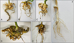 Figura 3: Arrels de colza (A), bròquil (B), ruca (C) i kale (D,E) afectades per l’hèrnia de la col, i arrels sanes de colza (F).