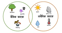 चित्र ३ - वातावरणमा अन्तरक्रिया गर्ने महत्त्वपूर्ण जैविक तथा अजैविक तत्वहरू। यी तत्वहरूले बिरु?