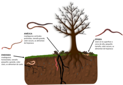 Figura 1: Hay tres tipos principales de lombrices de tierra, llamados ecotipos: endogeas, anécicas y epigeas.
