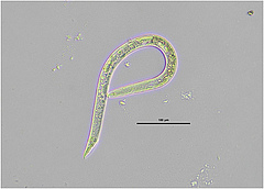 Figura 1: Un nematode mascle de l'espècie Pratylenchus que menja arrels, recollit de les arrels de pastanaga.