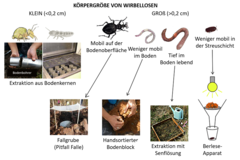 Abbildung 1: Methoden zum Sammeln und Untersuchen von wirbellosen Bodentieren.