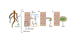 Figure 2 : Les effets des interactions entre la plante et le rhizobium sur la structure des racines.