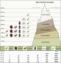 Figura 3: Distribuzione degli invertebrati tipici del suolo nelle diverse zone altimetriche delle Alpi Centrali europee.