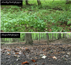 Figura 3: Exemple extrem de les possibles conseqüències de la invasió de cucs de terra en un bosc d’auró de sucre a Minnesota, EUA.