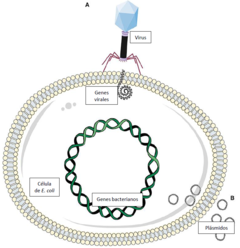 Figura 1: Los microorganismos, incluyendo las bacterias, a diferencia de la mayoría de otros organismos, pueden modificar sus genes.