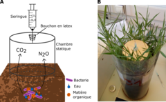 Figure 3: (A) Une chambre expérimentale peut être utilisée pour mesurer les émissions de GES dans les environnements naturels. Les gaz produits par les bactéries s'accumulent dans la chambre scellée, puis sont prélevés à l'aide d'une seringue à