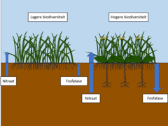 Figuur 1: Complementariteit tussen wortelsystemen in bodemsystemen met een hogere biodiversiteit leidt tot een efficiëntere nutriëntencyclus.
