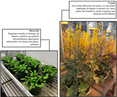 Figura 1: Dos plantas huéspedes susceptibles a la hernia de la col: berro tale y canola. Esta figura fue creada con BioRender