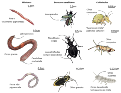 Figura 2: Diferenças de atributos morfológicos entre 9 espécies de invertebrados do solo pertencentes aos três grupos