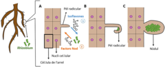 Figura 2: Els efectes de les interaccions entre plantes i Rhizobium en l’estructura de l’arrel.