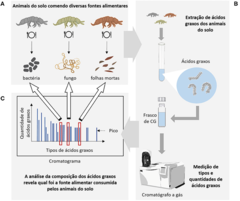 Figura 2: Determinando o que os organismos do solo comem através da observação de marcadores de ácidos graxos.